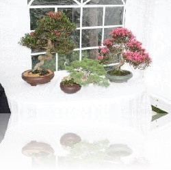 Berkshire Bonzai at the Barkham Fete